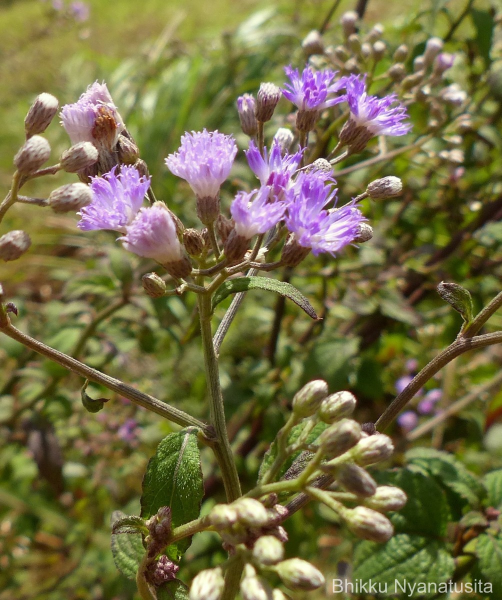Gymnanthemum pectiniforme (DC.) H.Rob.